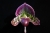 Paph. Hsinying Leopard